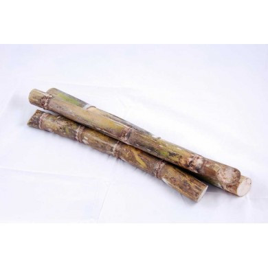 CANNE A SUCRE COSTA RICA