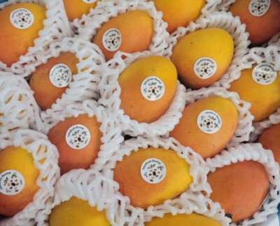 MANGUE BABY