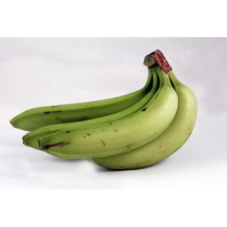 COSTA RICA GREEN BANANA (BOX)