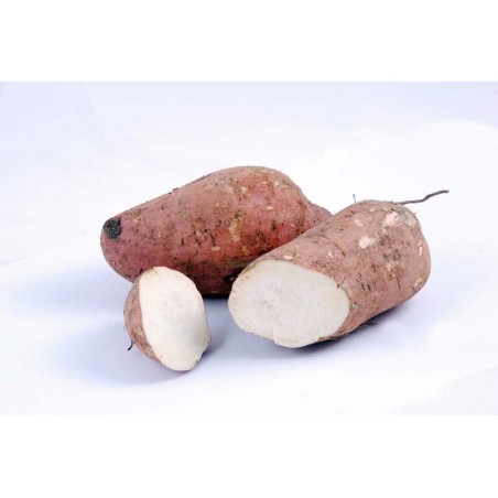 BRAZIL SWEET POTATO