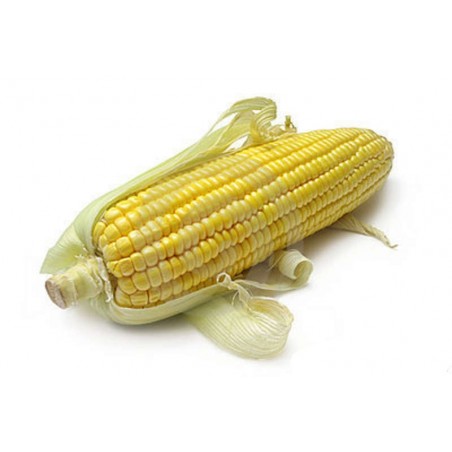 FRANCE CORN x 30 EARS